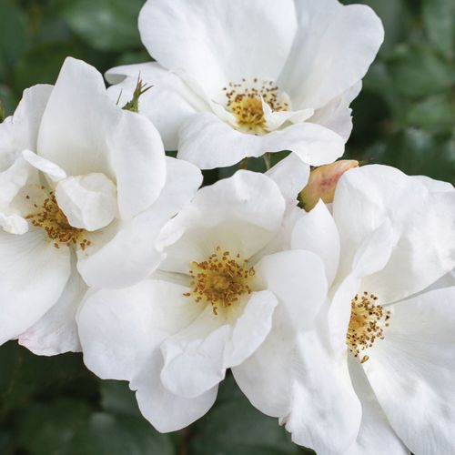 Shop, Rose Rosa White Knock Out® - bianco - rose floribunde - rosa dal profumo discreto - William J. Radler - ,-
